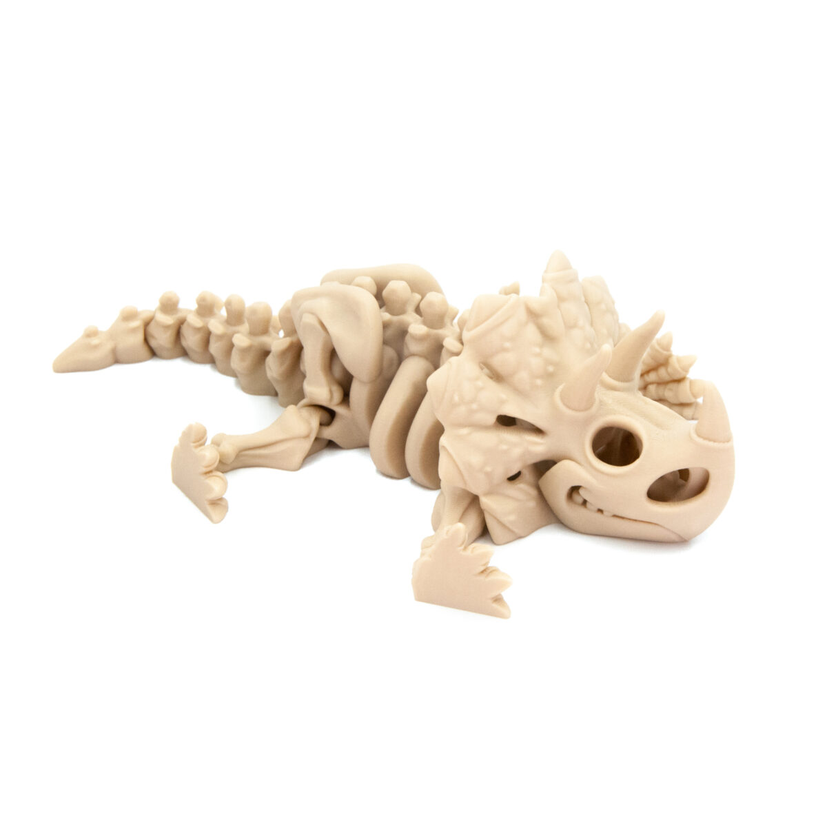 Triceratops Szkielet
