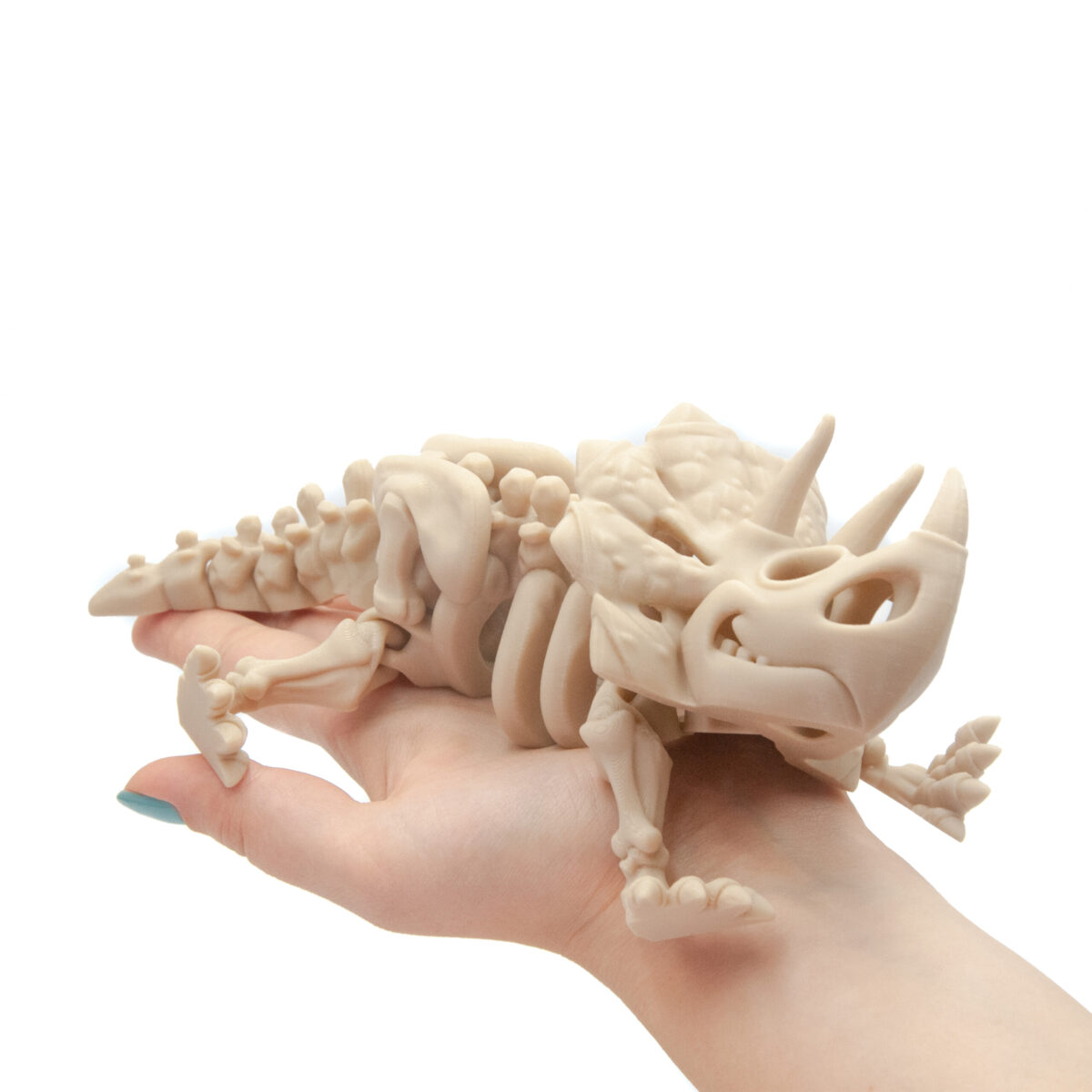 Triceratops Szkielet