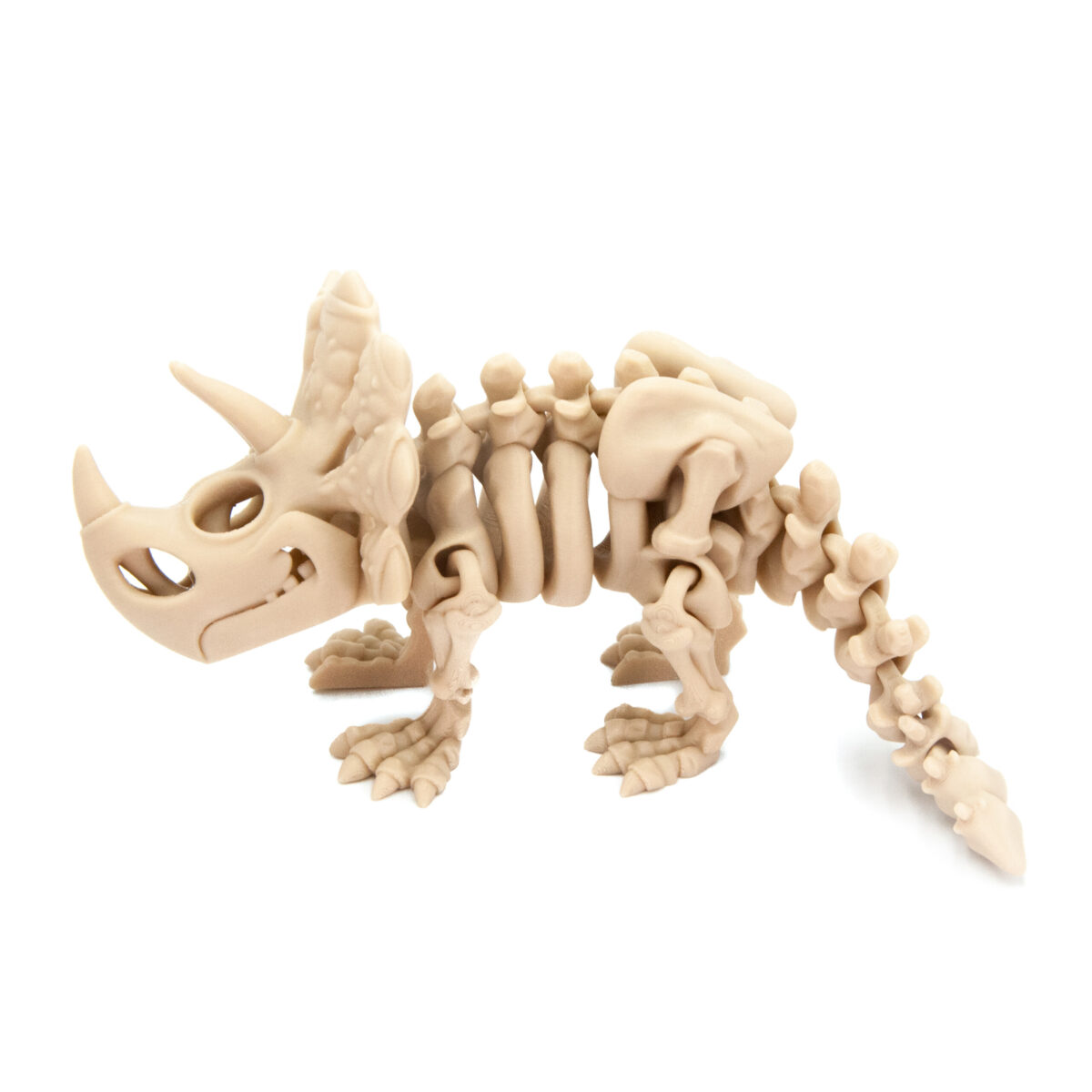 Triceratops Szkielet