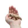 Baby Agama Brodata