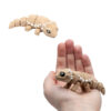 Baby Agama Brodata