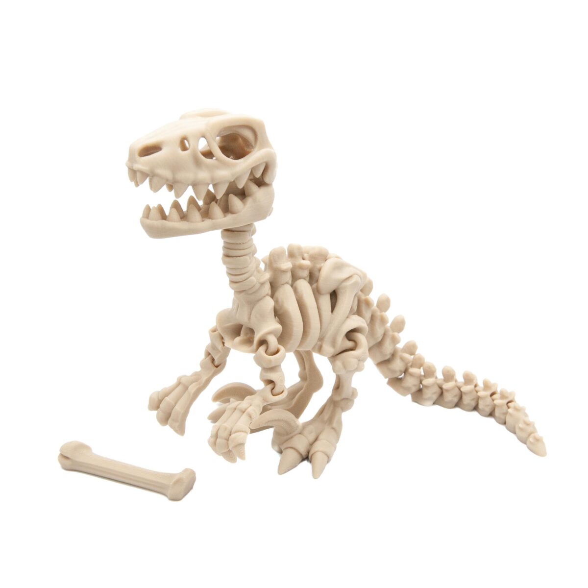 Raptor Szkielet