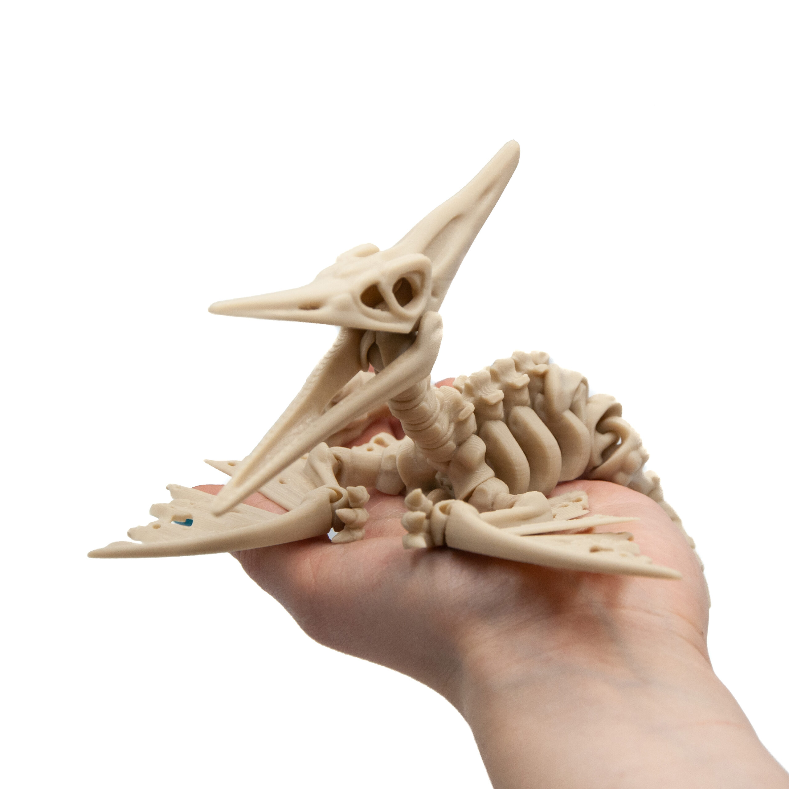 Pteranodon Szkielet