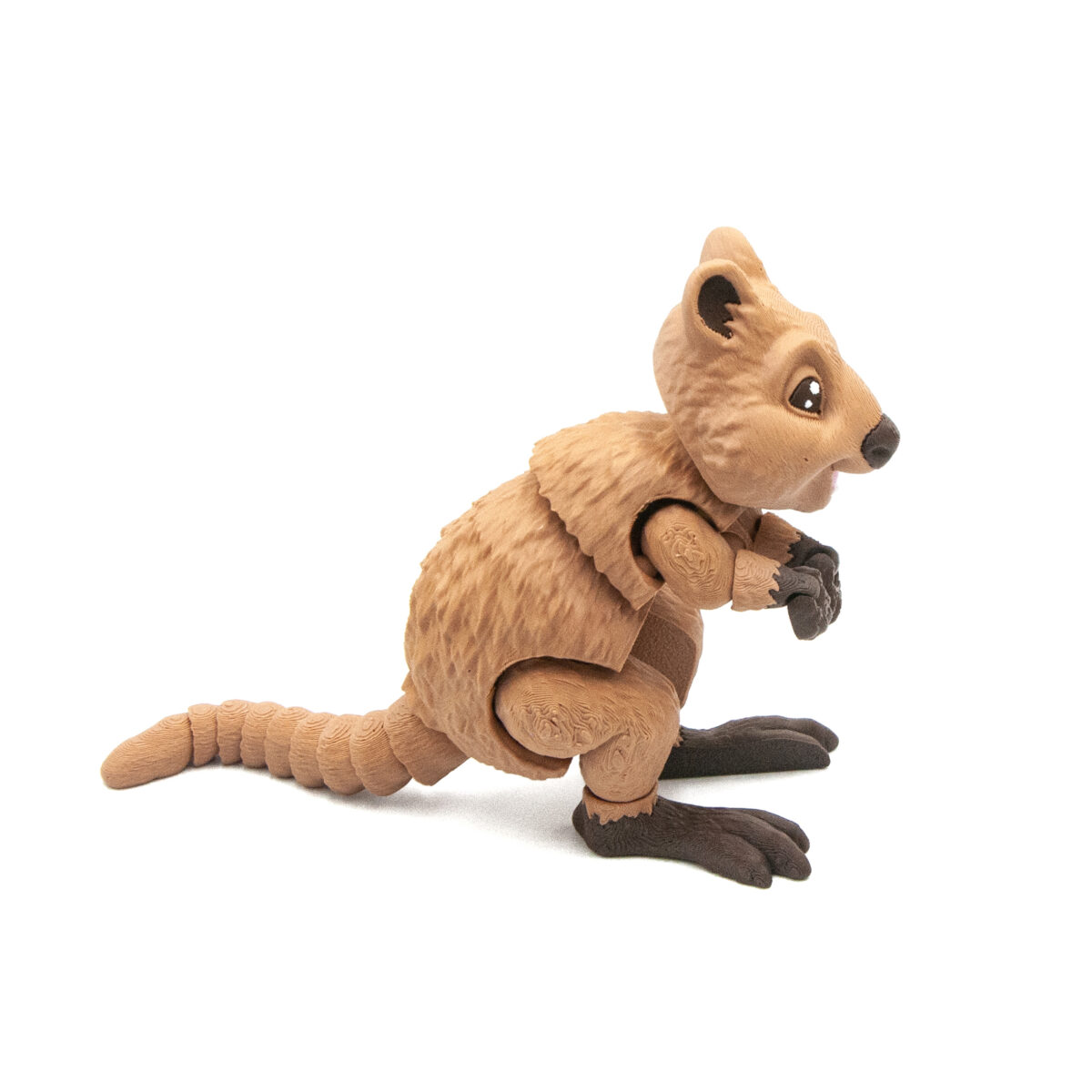 Quokka