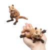 Quokka