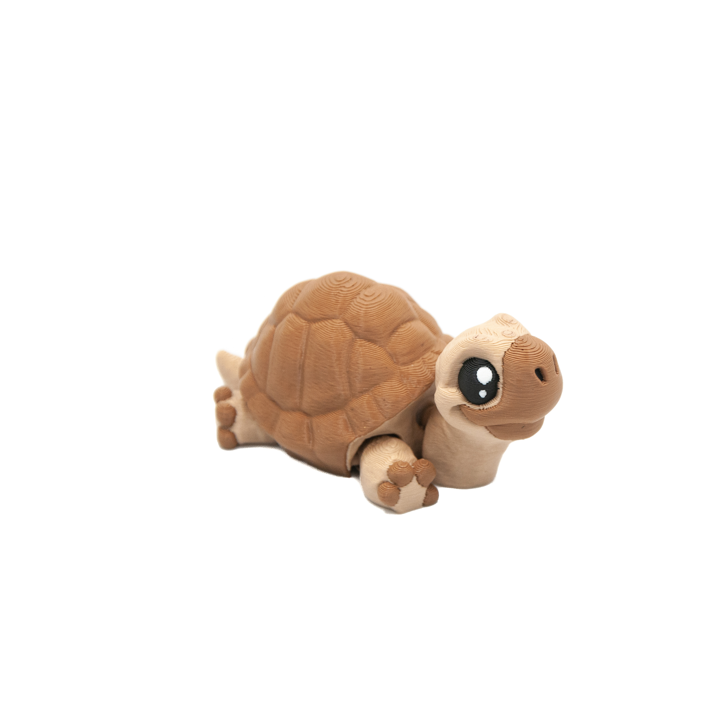 Baby Żółw Stepowy