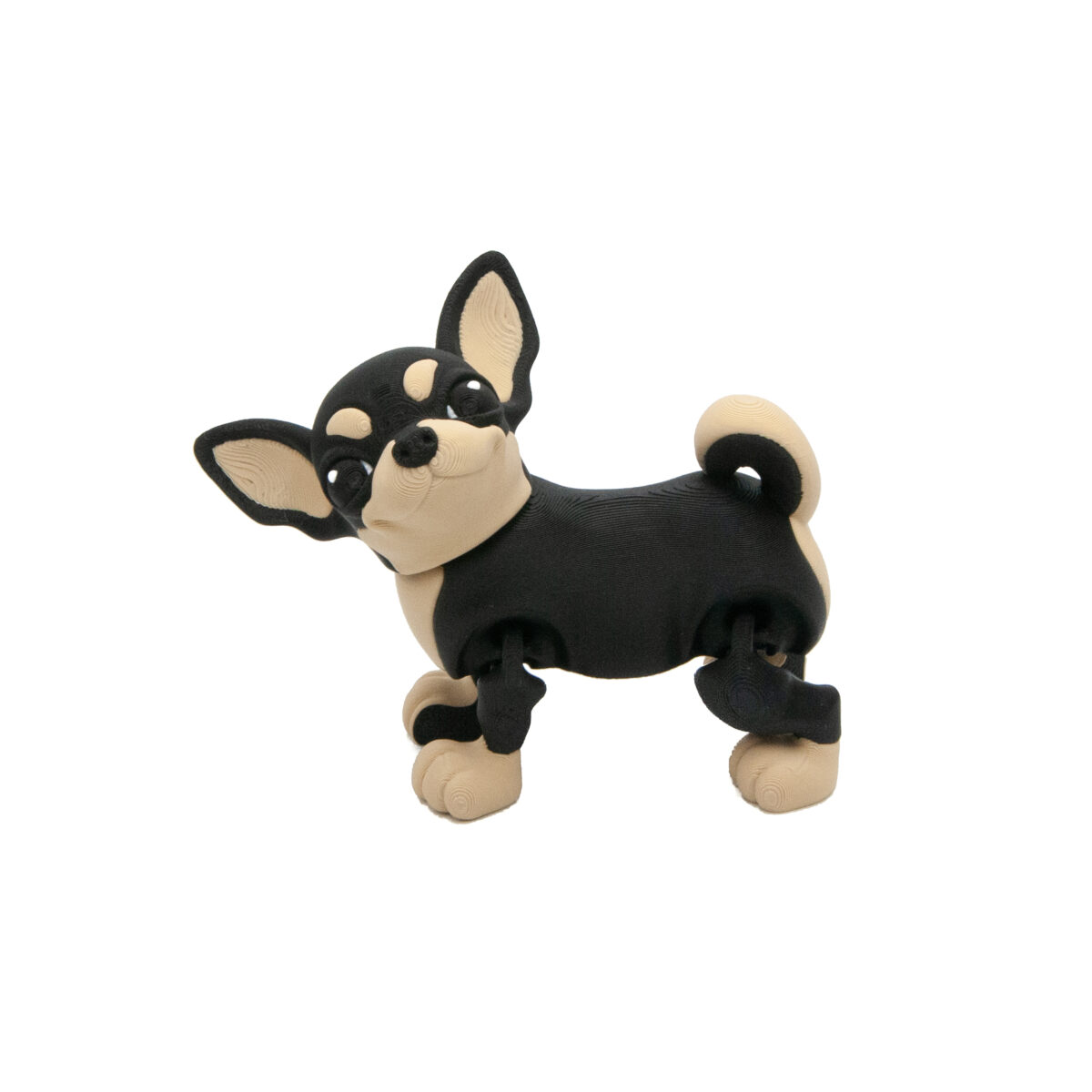 Czarna Chihuahua