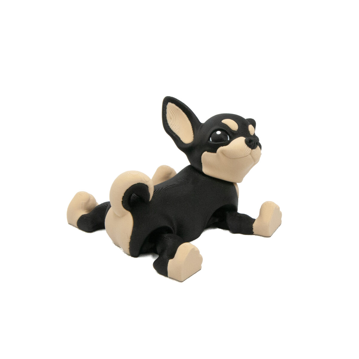 Czarna Chihuahua