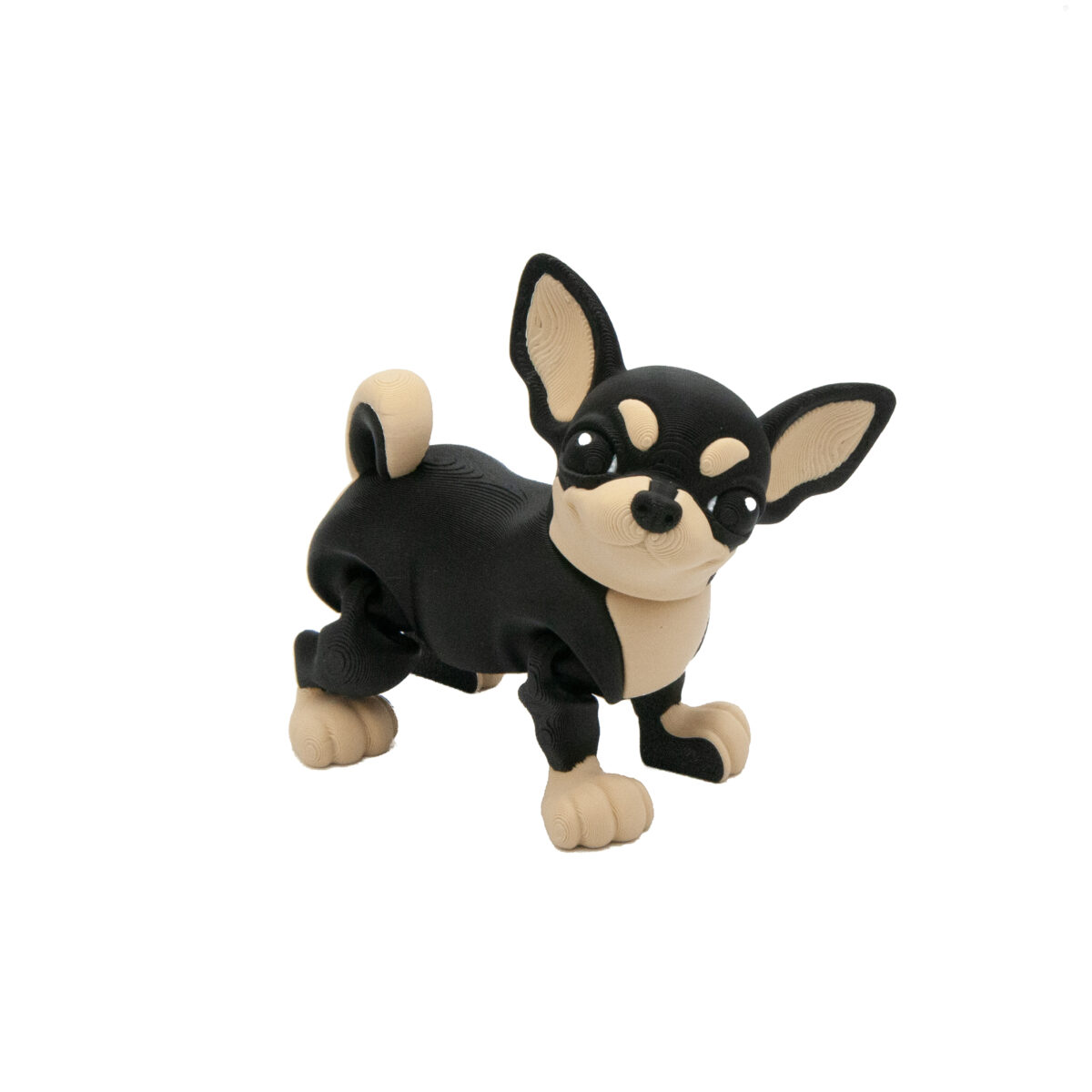 Czarna Chihuahua