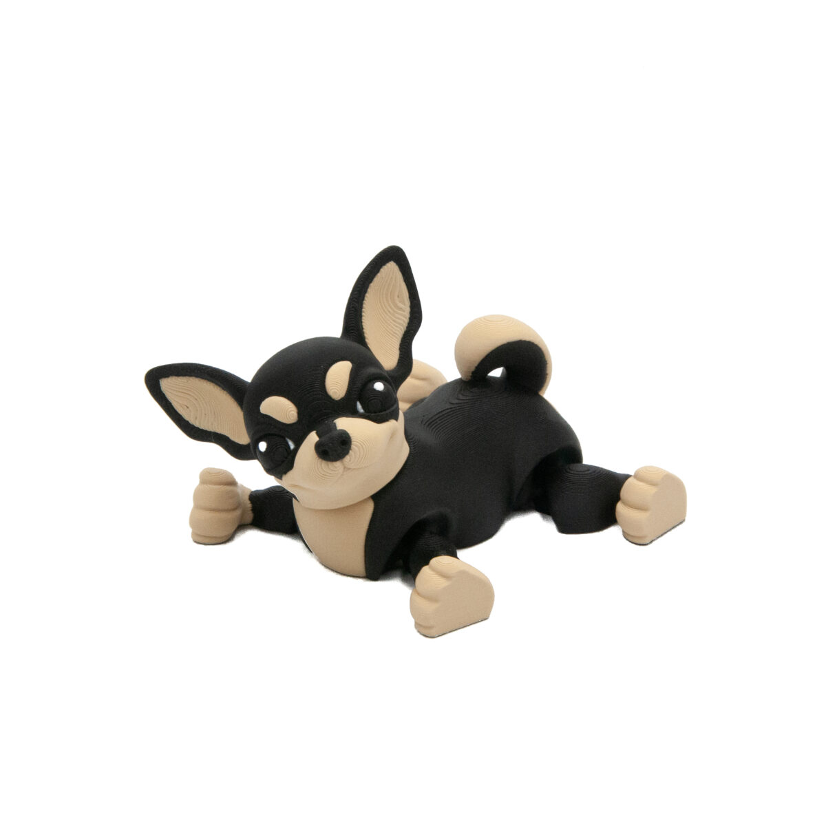 Czarna Chihuahua