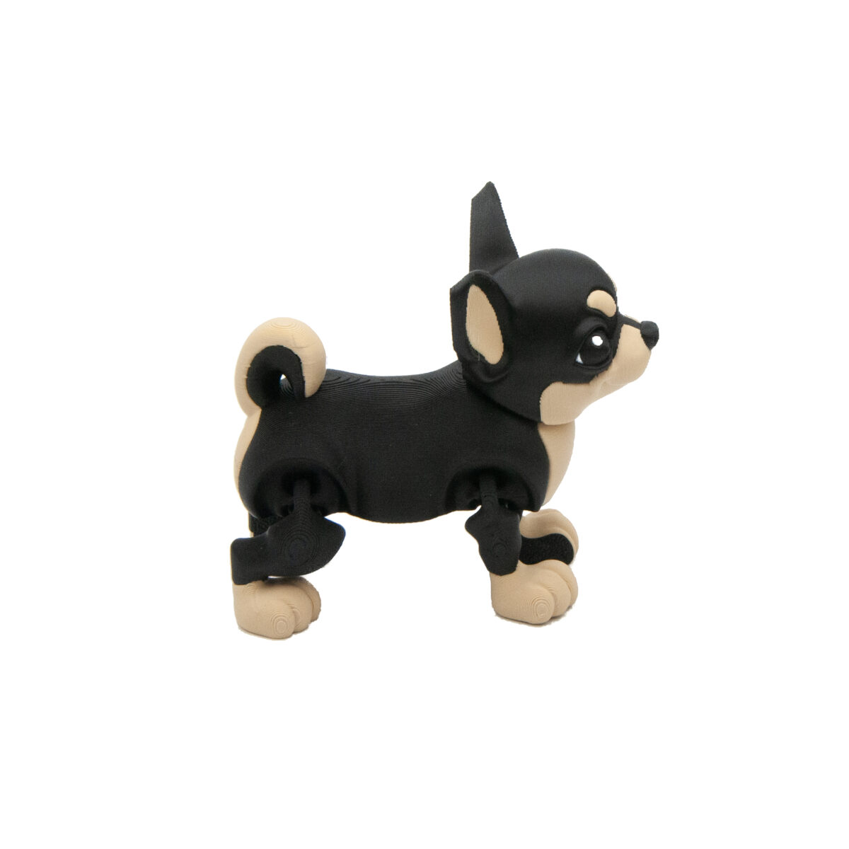 Czarna Chihuahua