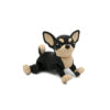 Czarna Chihuahua