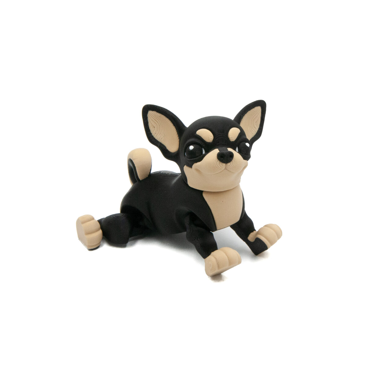 Czarna Chihuahua