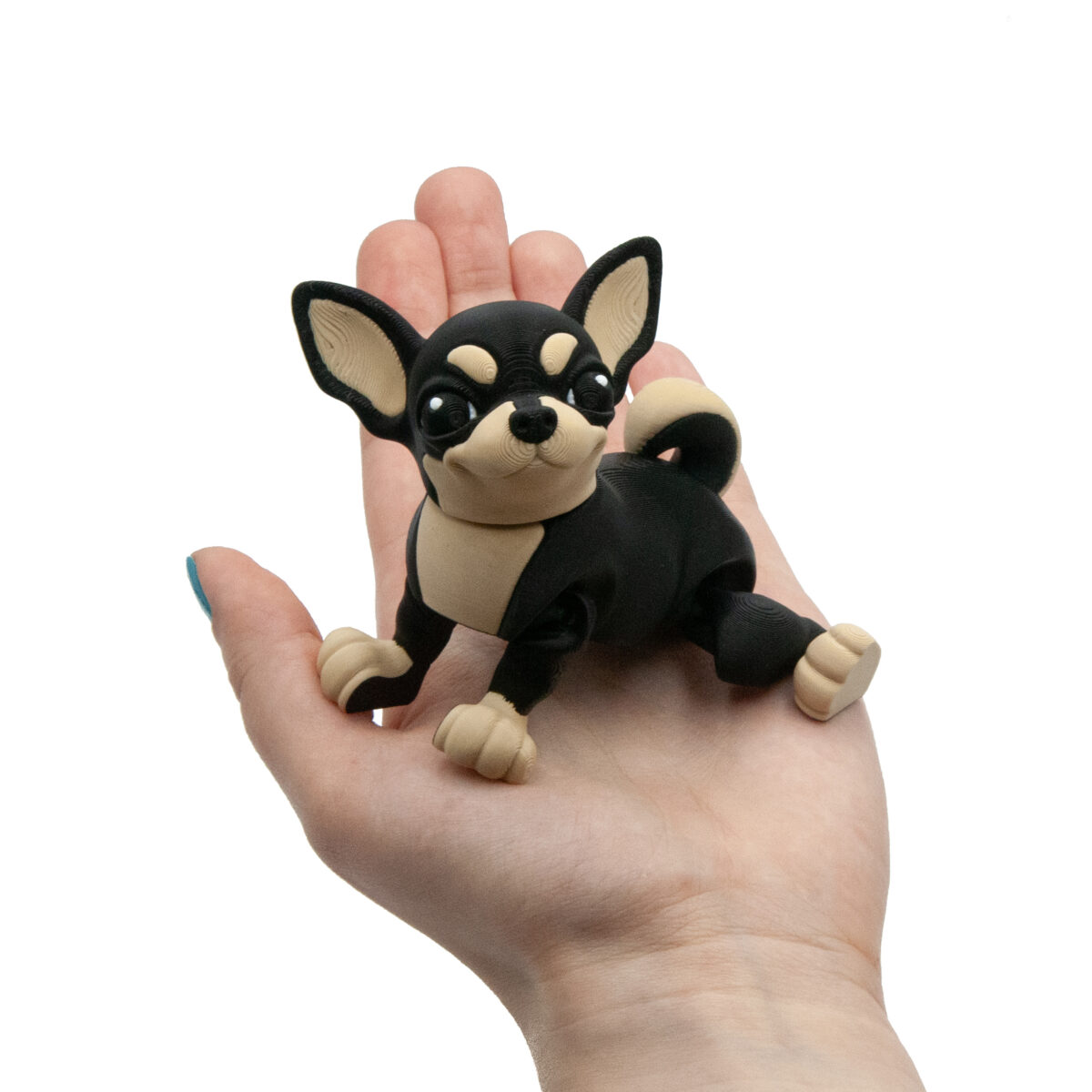 Czarna Chihuahua
