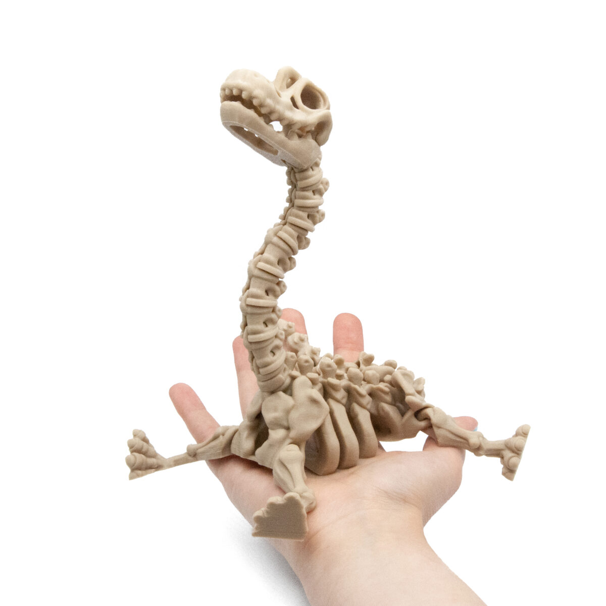 Brontozaur Dinozaur Szkielet