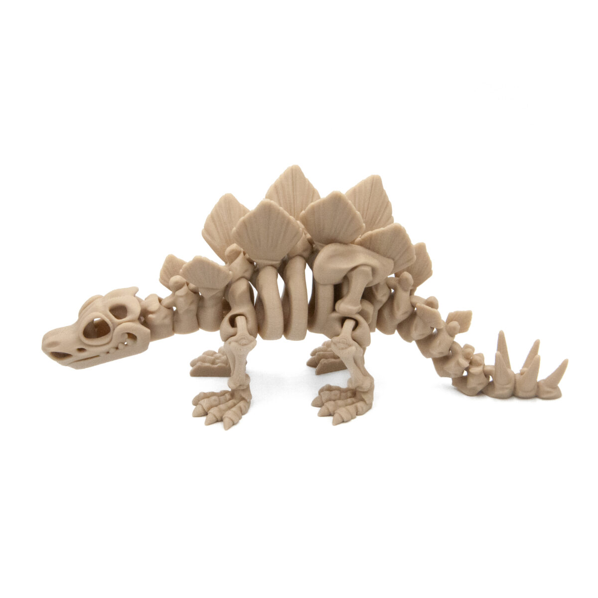 stegop2 Stegozaur Szkielet Dinozaur