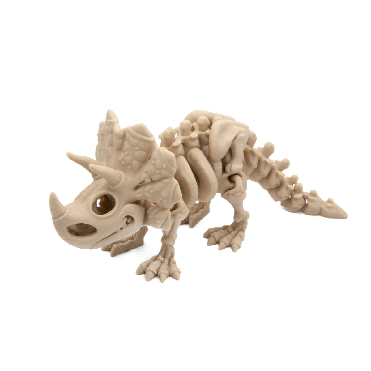 Triceratops Szkielet Dinozaur