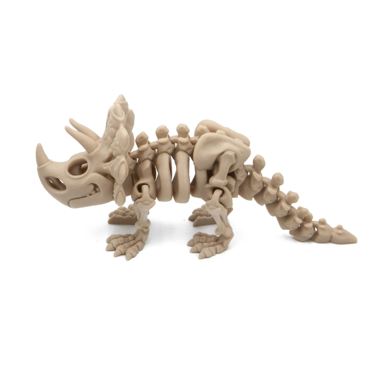 Triceratops Szkielet Dinozaur