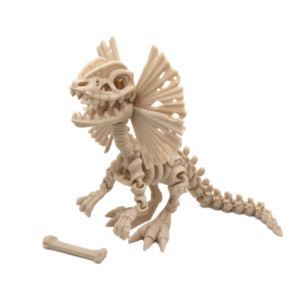 Dilofozaur Szkielet Dinozaur