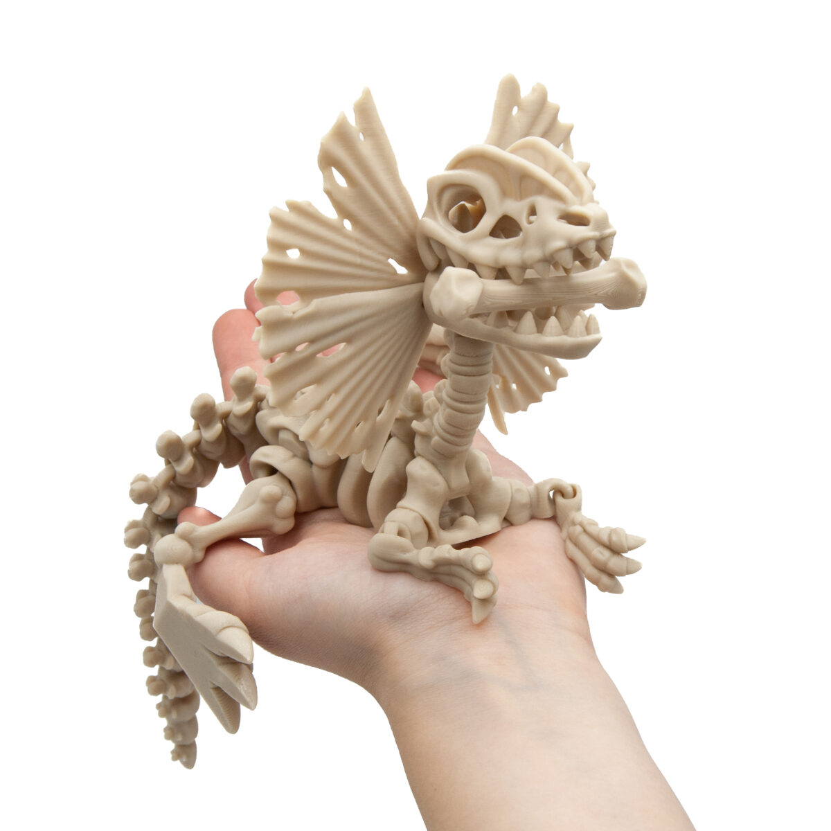 dilo2 Dilofozaur Szkielet Dinozaur