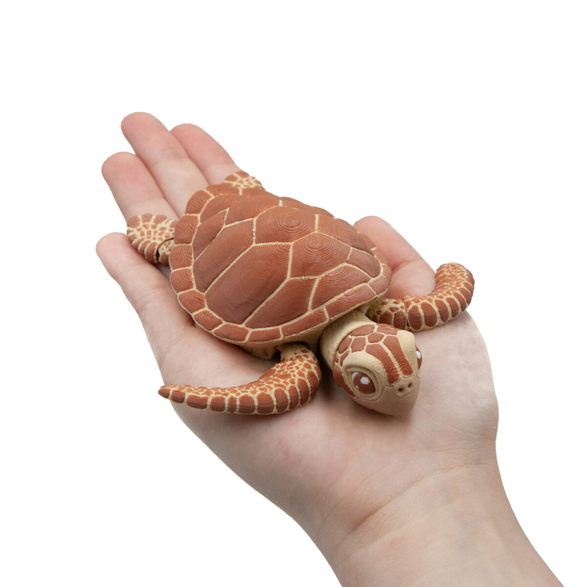 morski1 Żółw Morski