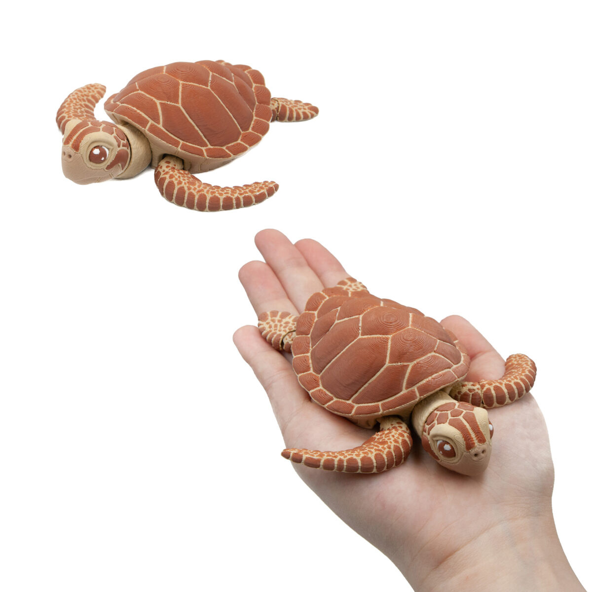 morski3 Żółw Morski