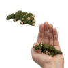 Baby Triceratops